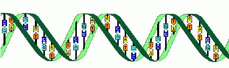 Fais de la biotechnologie toi-même adn.gif