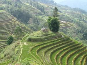 Yunnan Yunnan – Yuanyang dans les nuages