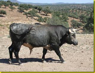 Novillo%2010 Novillo%2010