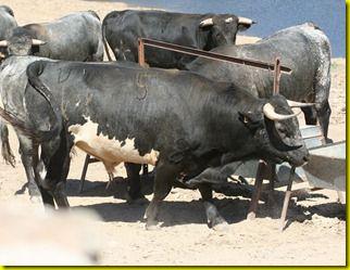 Novillo%2050 Novillo%2050