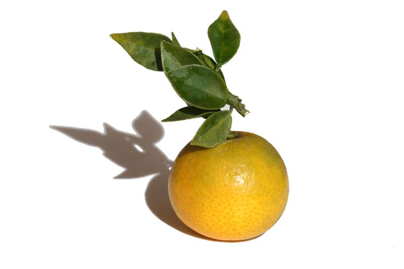 Chinotto orange amère à feuilles de myrte Citrus aurantium myrtifolia