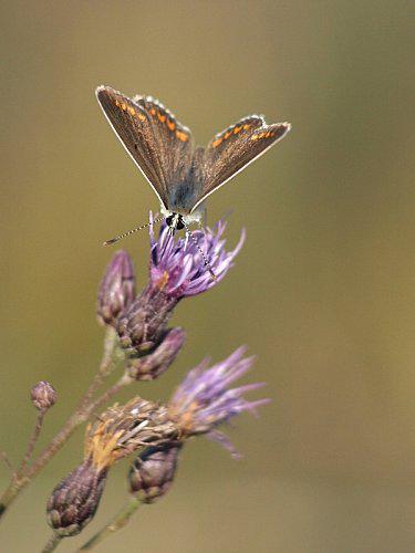 Papillon-Azure-bleu-celeste---Lysandra-bellargus.jpg