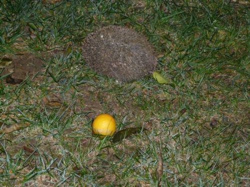 Nettoyage d'automne (suite) : journal du 12 novembre 2010 Nettoyage d'automne (suite) : journal du 12 novembre 2010