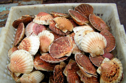 panier coquilles saint jacques 2 RAS LA TOQUE DES COQUILLES CONGELEES