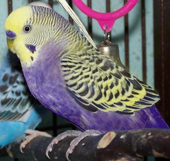 1 Violet YFT2
