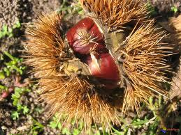 colchique dans les prés colchique dans les prés