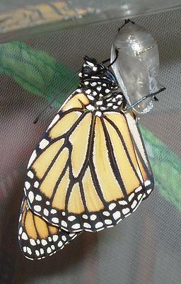 Danaus plexippus emerging from chrysalis 04