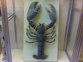 j'ai domestiqué pour vous... j'ai domestiqué pour vous...