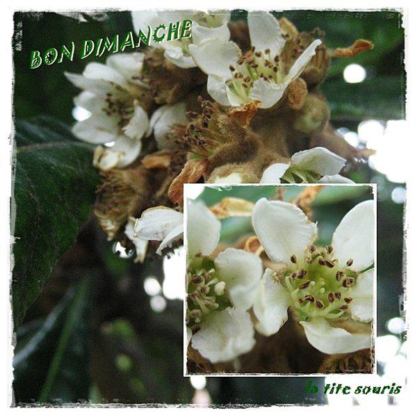 BON DIMANCHE A MES SOURICETTES BON-DIMANCHE-NEFLIERS-EN-FLEUR.jpg