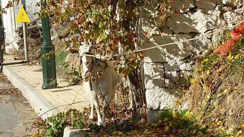 Lassithi entree-village.JPG