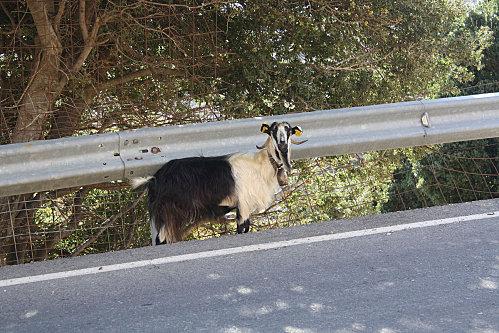 Lassithi chèvre cretoise