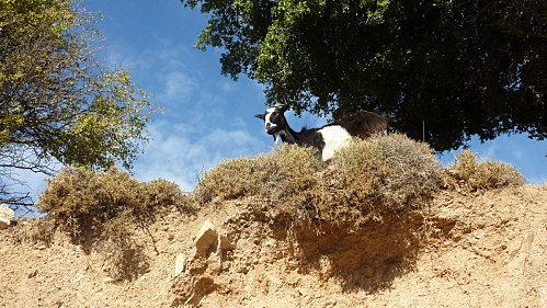 Lassithi Chèvre perchée