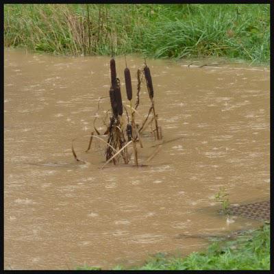 ô rage, ô désespoir !Nous revoici en situation périlleuse... ô rage, ô désespoir !Nous revoici en situation périlleuse...