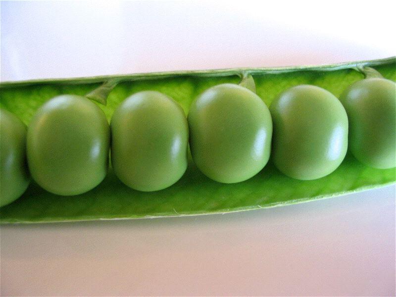 petits-pois L’ongle saccagé du vieux jardinier (Jean Follain)