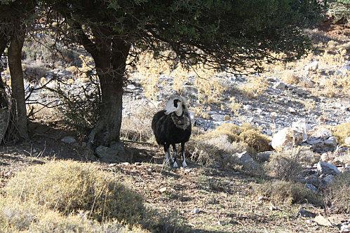 Périple moutons (2)