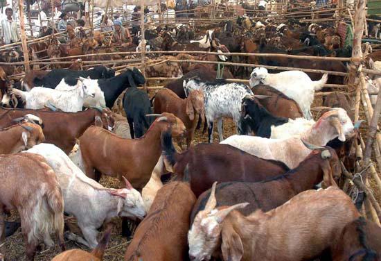 Bakrid Achète-moi un Mouton.