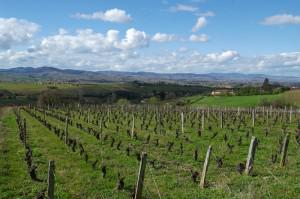Fête du Beaujolais nouveau 2010, une cuvée qui dépasse les frontières Fête du Beaujolais nouveau 2010, une cuvée qui dépasse les frontières