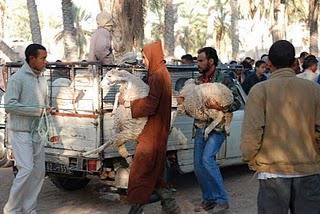 Tunisie insolite : le marché aux bestiaux de Douz