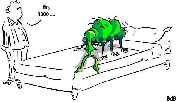 Cimex lectularius attaque!! Que faire ? Cimexlectularius-.png