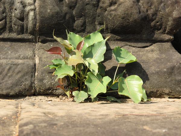Une jardinière à Angkor