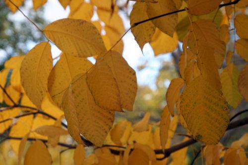 Cladrastis lutea cladrastis paris 30 oct 2010 165.jpg