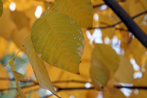 Cladrastis lutea cladrastis paris 30 oct 2010 164.jpg
