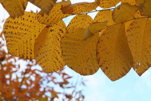 Cladrastis lutea cladrastis paris 30 oct 2010 166.jpg