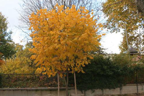 Cladrastis lutea cladrastis paris 30 oct 2010 163.jpg
