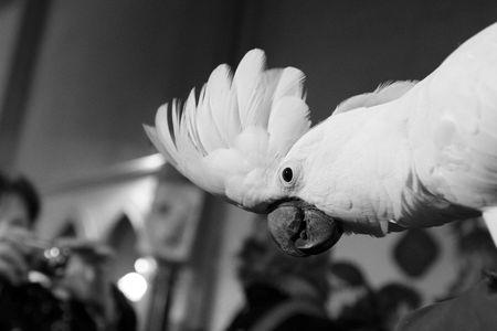 Messe des animaux à Sainte-Rita ste_rita4246