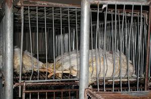 Ainsi, ce ne sont que des animaux ? Vous pouvez tout vous permettre ? poule_alsace_oeuf_2_l214