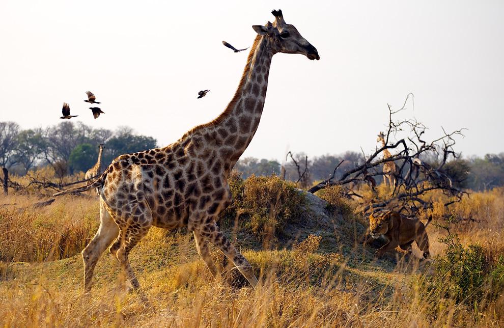 National Geographic 2010