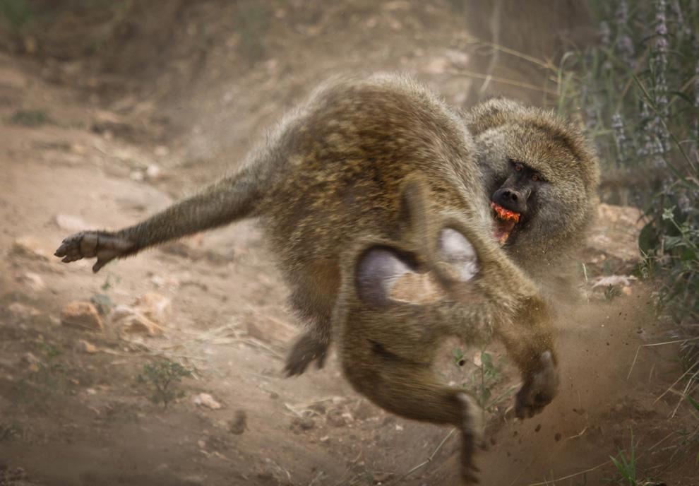 National Geographic 2010
