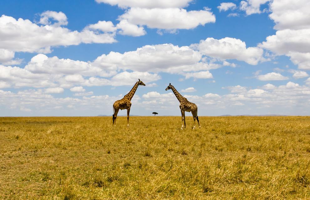 National Geographic 2010