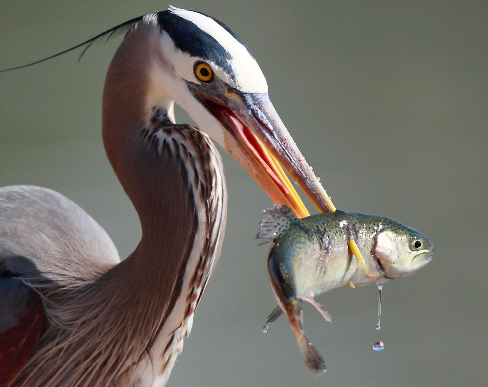 National Geographic 2010