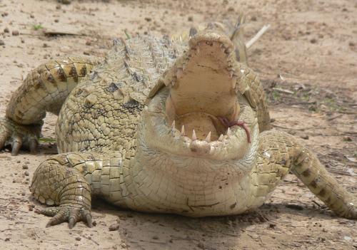 crocodiles sacres