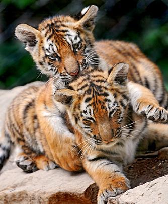 Un sommet internationnal pour sauver le Tigre …