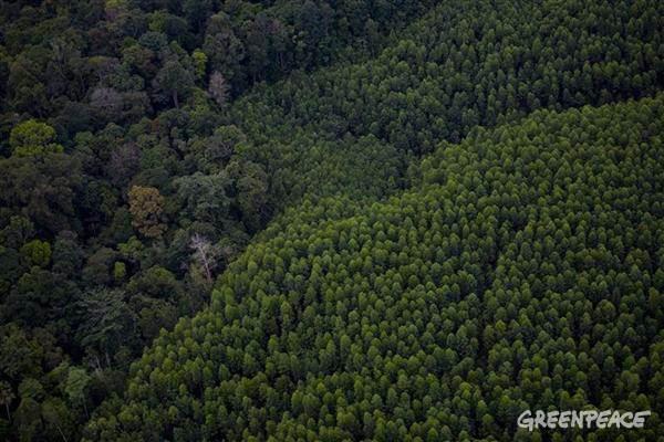 L’accord historique de protection de la forêt indonésienne mis en péril par l’industrie