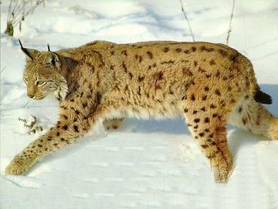 Le WWF veut introduire des lynx estoniens en Pologne