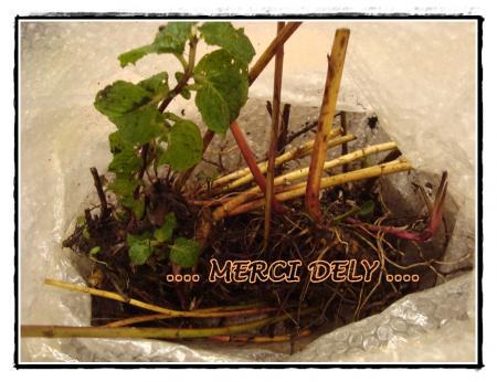 23 novembre 2010, un colis pour mon jardinier!!!! 23 novembre 2010, un colis pour mon jardinier!!!!