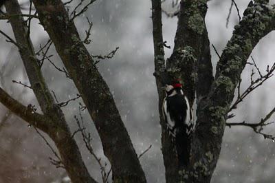 Première neige Première neige