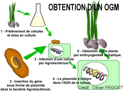 fabrication d'un OGM
