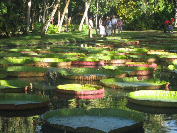 Beautés de MAURICE : le Jardin des Pamplemousses, par Anjanita MAHADOO.