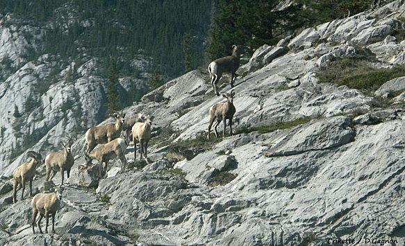 Mountains goats avant Jasper Mountains-goats-avant-Jasper.jpg