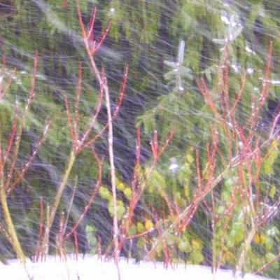 Premiers flocons ..Cake au caramel Premiers flocons ..Cake au caramel