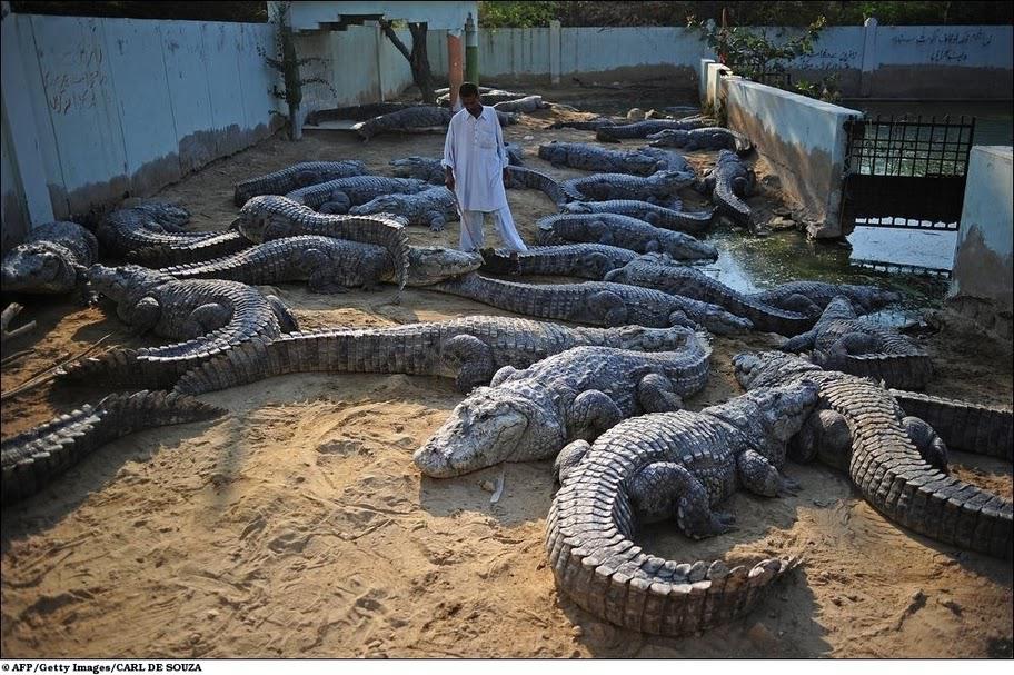 Ah les crocrocros... les crocrocros... les crocodiles... m1290843915558447000.jpg