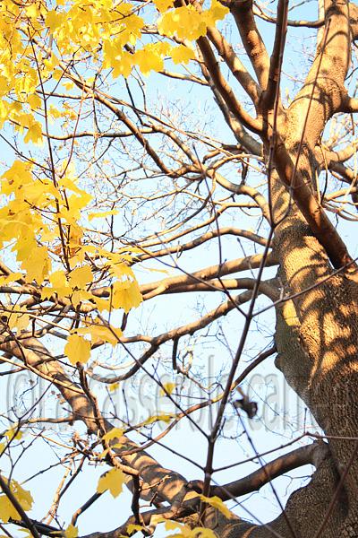 Vingt-sixième participation aux défis Daring Bakers - Crostata au citron et chocolat noir parfumé à l'expresso Vingt-sixième participation aux défis Daring Bakers - Crostata au citron et chocolat noir parfumé à l'expresso