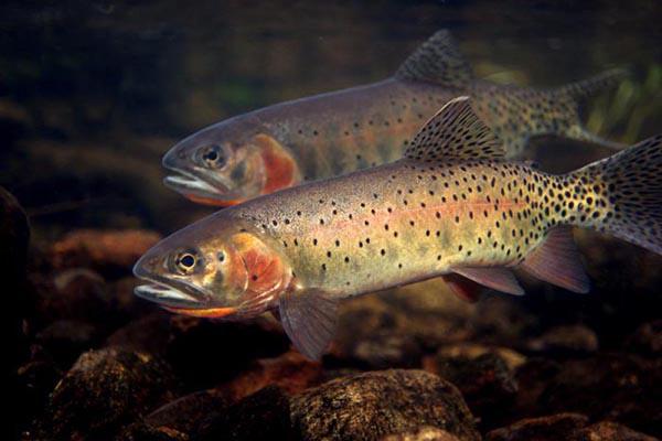colorado-cutthroat-trout-photo-107 CAUCHEMAR A YELLOWSTONE NIGHTMARE