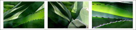 Photos de novembre Philippe Ibars Dans les Jardins de la Fontaine Agaves Lunaret IBA_6794.jpg