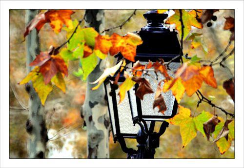 Photos de novembre Dans les Jardins de la Fontaine Philippe Ibars IBA_7079.jpg