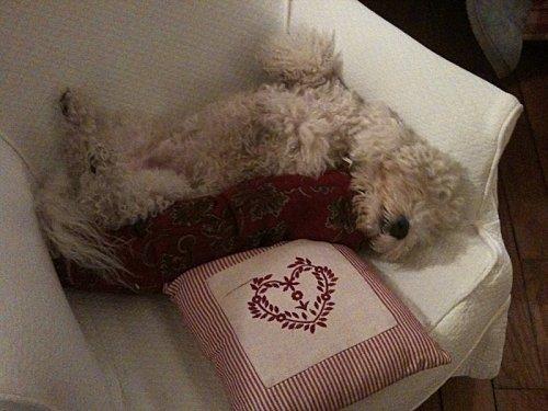 Une vraie vie de chien !!!! coton-dort.jpg